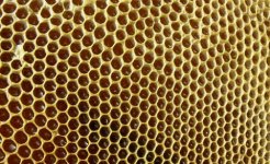 trypophobia-honeycomb-1615999502.jpg