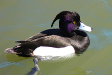 0B56D414-7BF6-4A29-A4D4-9ECF45C705B0.png