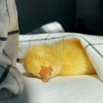 baby-duck-1-1.jpg