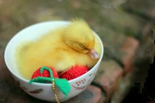 duck.jpg